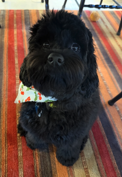 Katherine Sullivan's black Australian Labradoodle from Blessed Day Doodles